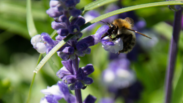 https://www.jackykeller2020.fr/wp-content/uploads/2021/05/biodiversité-drusenheim-1-640x360.jpg